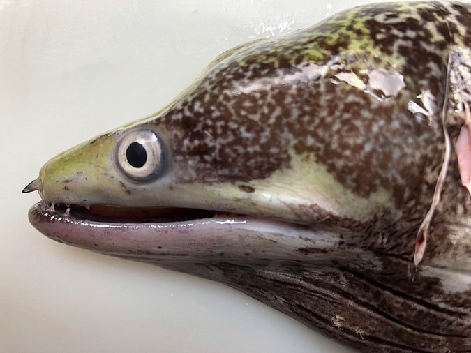 Image S224-3 of sample S224 (species: Gymnothorax undulatus) / © Prof. Dr. Reinhold Hanel