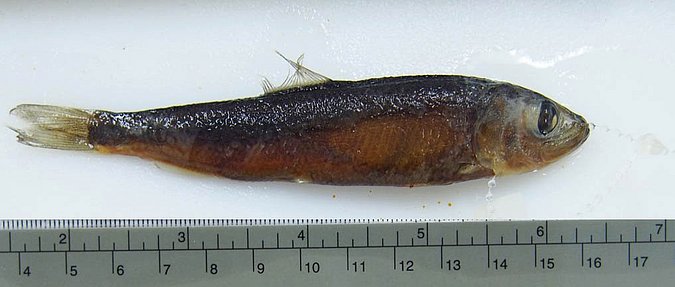Image UAM_Fish_6591 [372026] of sample UAM:Fish:6591 [372026] (species: Clupea pallasii pallasii) / © University of Alaska Fairbanks