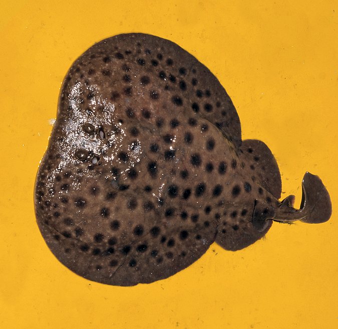 Image A106-1 of sample A106 (species: Torpedo marmorata) / © Prof. Dr. Reinhold Hanel