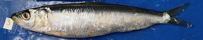 Image UW156404 of sample UW156404 (species: Sardinops sagax) / © University of Washington Burke Museum Fish Collection