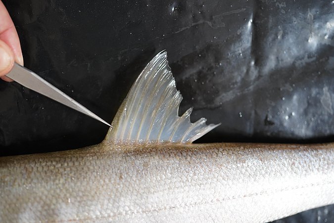 Image T035-4 of sample T035 (species: Sphyraena putnamae) / © Prof. Dr. Reinhold Hanel