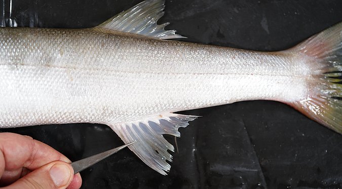 Image T035-7 of sample T035 (species: Sphyraena putnamae) / © Prof. Dr. Reinhold Hanel