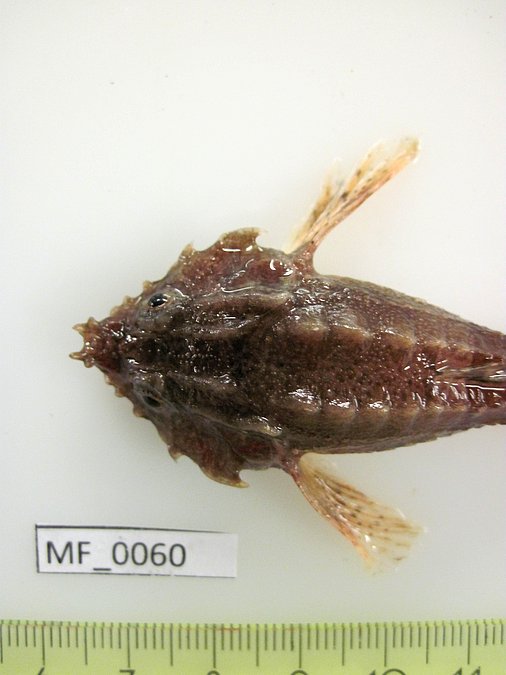 Image MF060-3 of sample MF060 (species: Agonus cataphractus) / © Prof. Dr. Reinhold Hanel