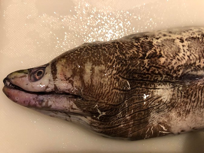 Image S242-2 of sample S242 (species: Gymnothorax undulatus) / © Prof. Dr. Reinhold Hanel