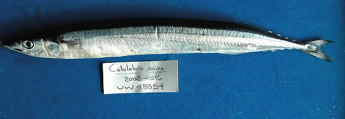 Image UW48854 of sample UW48854 (species: Cololabis saira) / © University of Washington Burke Museum Fish Collection