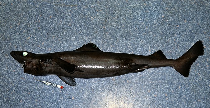 Image Angola-087-ak_B302_Centrophorus uyato of sample B302 (species: Centrophorus uyato) / © Prof. Dr. Reinhold Hanel