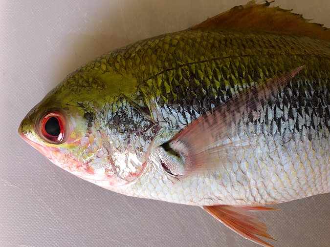Image S269-1 of sample S269 (species: Caesio xanthonota) / © Prof. Dr. Reinhold Hanel