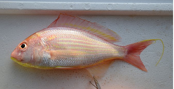 Image IR028-1 of sample IR028 (species: Nemipterus japonicus) / © Prof. Dr. Reinhold Hanel