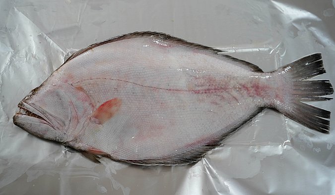 Image T178-7 of sample T178 (species: Psettodes erumei) / © Prof. Dr. Reinhold Hanel