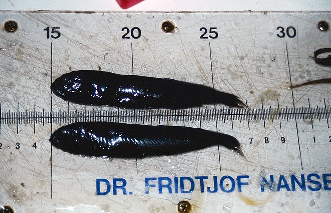 Image A086 of sample A086 (species: Xenodermichthys copei) / © © 2023 Johann Heinrich von Thünen Institute
