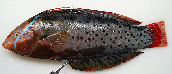 Image S182-3 of sample S182 (species: Coris formosa) / © Prof. Dr. Reinhold Hanel