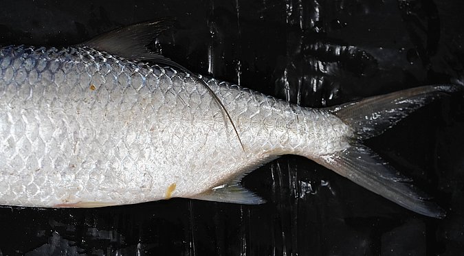 Image T161-3 of sample T161 (species: Megalops cyprinoides) / © Prof. Dr. Reinhold Hanel