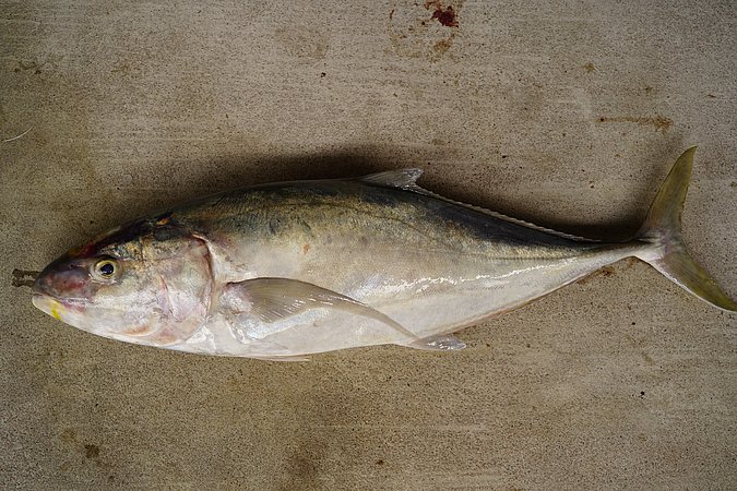 Image S104-3 of sample S104 (species: Carangoides gymnostethus) / © © Johann Heinrich von Thünen Institute