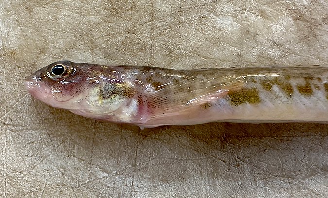 Image WH004-2 of sample WH004 (species: Lumpenus	lampretaeformis) / © Benita Möckel, Thünen Institute of Fisheries Ecology, Bremerhaven, Germany