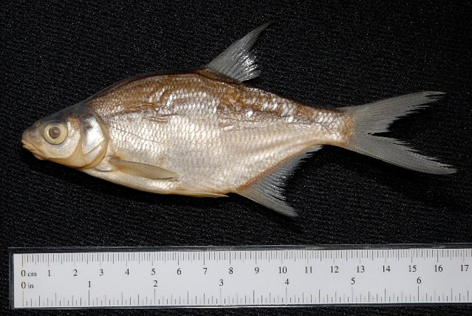 Image ZSM-PIS-036230|ZSM-BayFi 06840 of sample ZSM-PIS-036230|ZSM-BayFi 06840 (species: Abramis brama) / © LGL_SNSB/ZSM