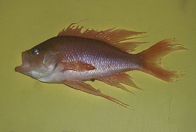Image B290_____0231 of sample B290 (species: Anthias anthias) / © Prof. Dr. Reinhold Hanel