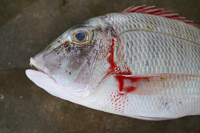 Image T006-3 of sample T006 (species: Lethrinus mahsena) / © Prof. Dr. Reinhold Hanel