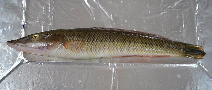 Image T058-1 of sample T058 (species: Cheilio inermis) / © Prof. Dr. Reinhold Hanel