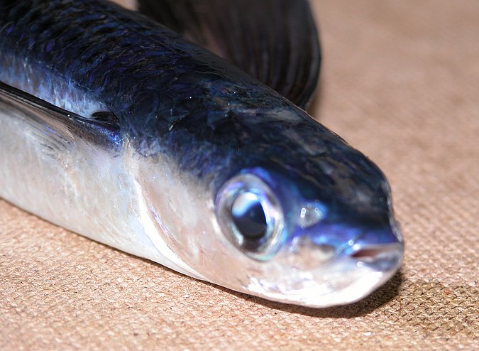 Image K05-27-3 of sample K05-27 (species: Hirundichthys affinis) / © Prof. Dr. Reinhold Hanel