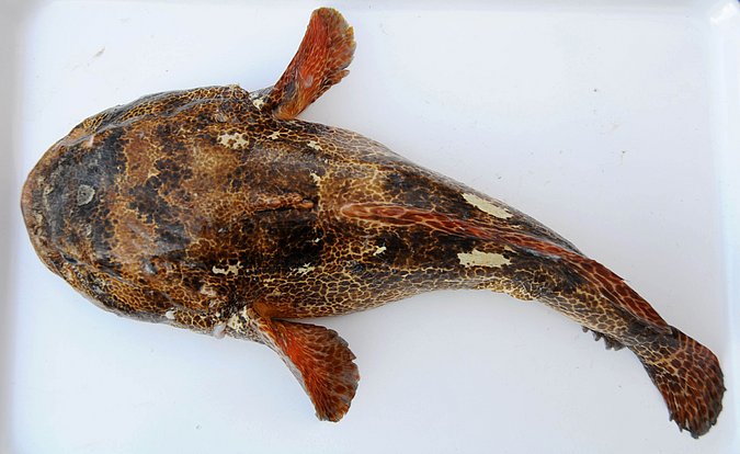 Image MA086-1 of sample MA086 (species: Halobatrachus didactylus) / © Prof. Dr. Reinhold Hanel