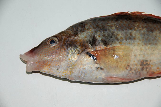 Image MA223-3 of sample MA223 (species: Symphodus bailloni) / © Prof. Dr. Reinhold Hanel