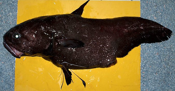 Image B375 of sample B375 (species: Guentherus altivela) / © Prof. Dr. Reinhold Hanel