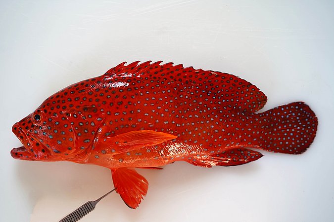 Image S229-1 of sample S229 (species: Cephalopholis miniata) / © Prof. Dr. Reinhold Hanel