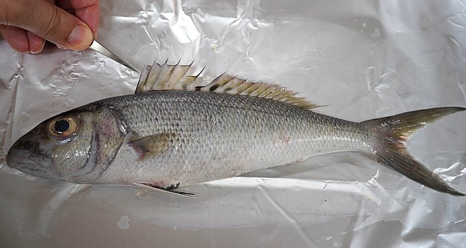 Image T169-2 of sample T169 (species: Aprion virescens) / © Prof. Dr. Reinhold Hanel