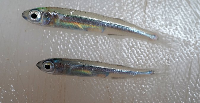 Image T207_T208-1 of sample T207 (species: Hypoatherina harringtonensis) / © Prof. Dr. Reinhold Hanel