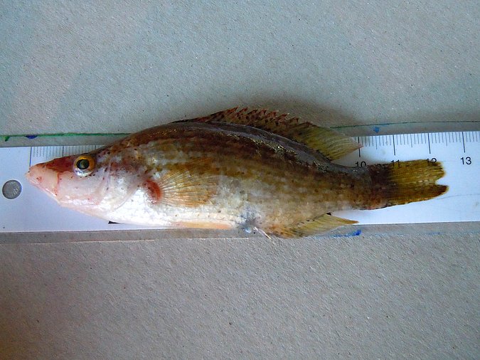 Image LB007-1 of sample LB007 (species: Symphodus rostratus) / © Prof. Dr. Reinhold Hanel