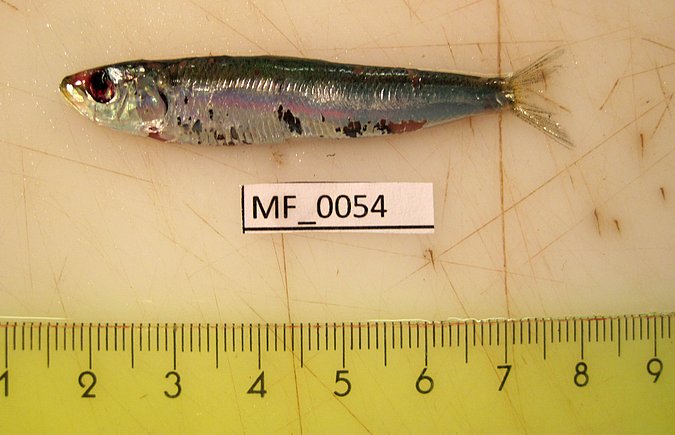 Image MF054-1 of sample MF054 (species: Sardina pilchardus) / © Prof. Dr. Reinhold Hanel