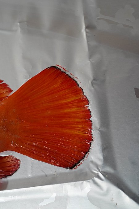 Image T124-4 of sample T124 (species: Cephalopholis aurantia) / © Prof. Dr. Reinhold Hanel