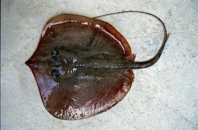 Image A216-1 of sample A216 (species: Fontitrygon margaritella) / © Prof. Dr. Reinhold Hanel