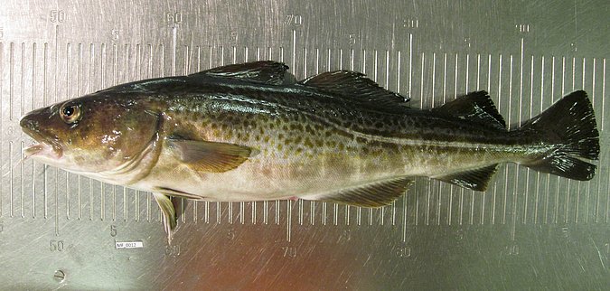 Image MF012-1 of sample MF012 (species: Gadus morhua) / © Prof. Dr. Reinhold Hanel
