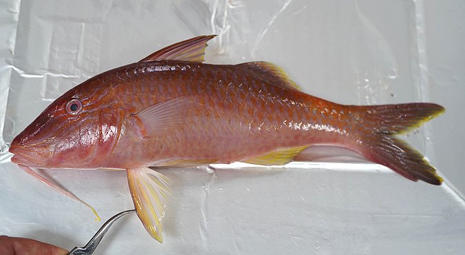 Image T131-3 of sample T131 (species: Parupeneus cyclostomus) / © Prof. Dr. Reinhold Hanel