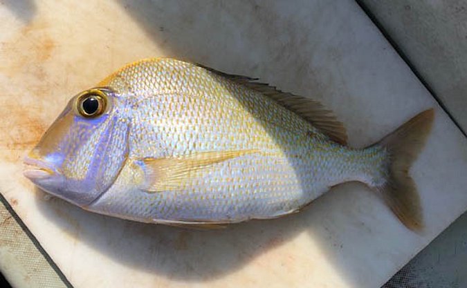 Image T258-1 of sample T258 (species: Calamus calamus) / © Prof. Dr. Reinhold Hanel