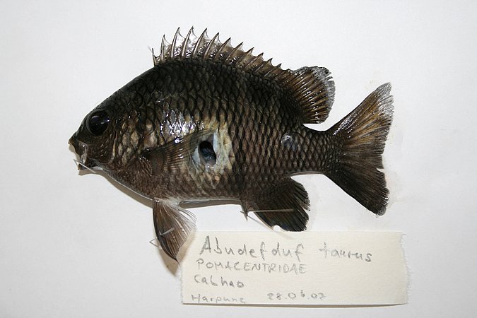 Image KV047-1 of sample KV047 (species: Abudefduf taurus) / © Prof. Dr. Reinhold Hanel