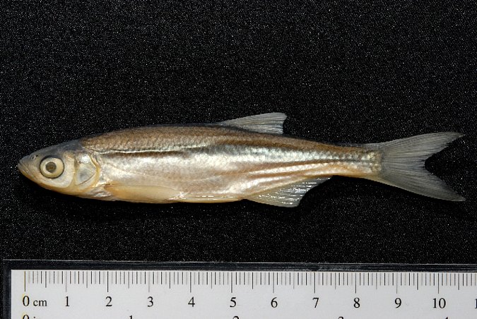 Image ZSM-PIS-038304|ZSM-BayFi 08531 of sample ZSM-PIS-038304|ZSM-BayFi 08531 (species: Alburnus alburnus) / © LGL_SNSB/ZSM