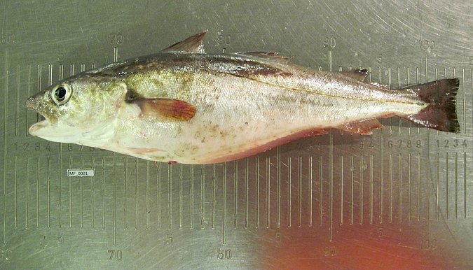 Image MF001-1 of sample MF001 (species: Merlangius merlangus) / © Prof. Dr. Reinhold Hanel