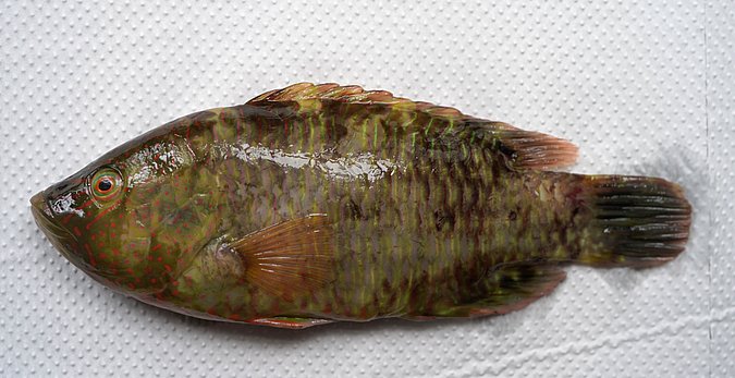 Image S007-1 of sample S007 (species: Cheilinus trilobatus) / © Prof. Dr. Reinhold Hanel