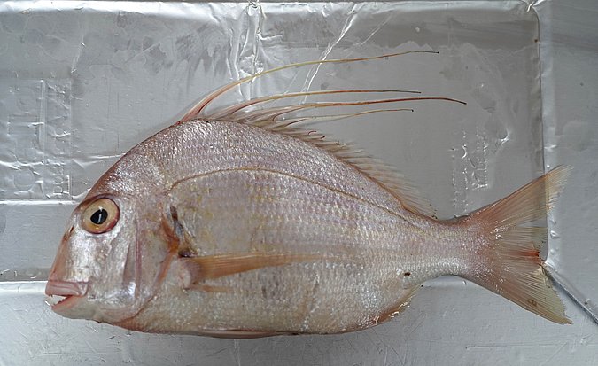 Image T134-1 of sample T134 (species: Argyrops spinifer) / © Prof. Dr. Reinhold Hanel