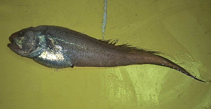 Image B189_____0017 of sample B189 (species: Lamprogrammus exutus) / © Prof. Dr. Reinhold Hanel