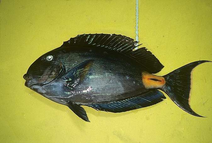 Image B238_____0065 of sample B238 (species: Acanthurus monroviae) / © Prof. Dr. Reinhold Hanel