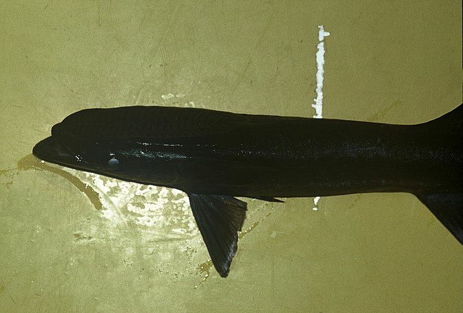 Image B318_____0237 of sample B318 (species: Echeneis naucrates) / © Prof. Dr. Reinhold Hanel