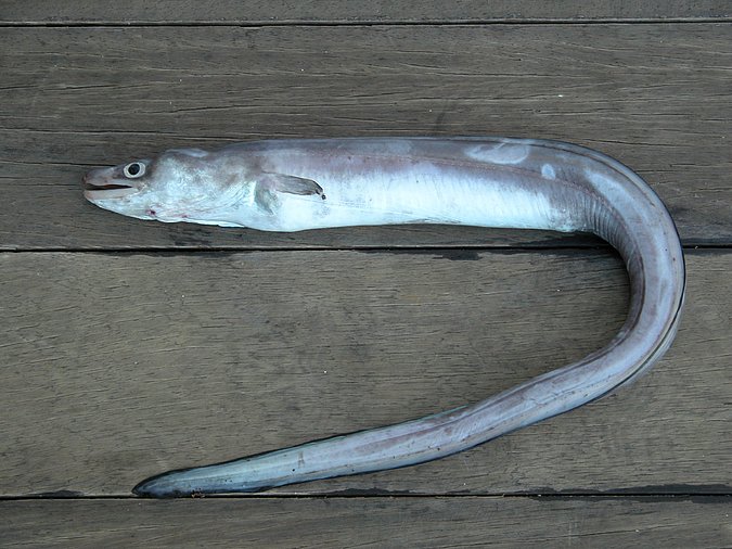 Image K05-25-1 of sample K05-25 (species: Conger conger) / © Prof. Dr. Reinhold Hanel