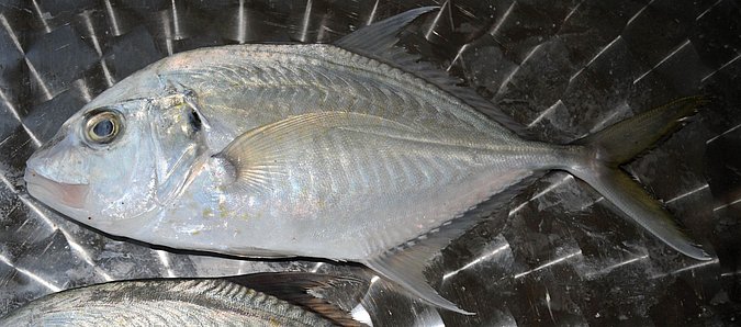 Image O027-2 of sample O027 (species: Megalaspis cordyla) / © Prof. Dr. Reinhold Hanel