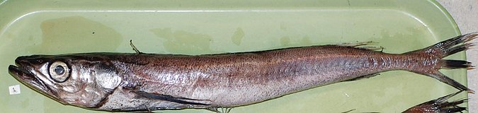 Image UW156126 of sample UW156126 (species: Merluccius productus) / © University of Washington Burke Museum Fish Collection