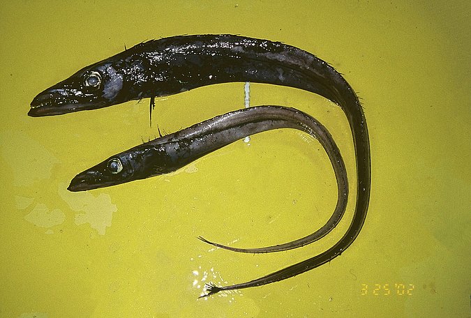 Image A460-1 of sample A460 (species: Aphanopus intermedius) / © Prof. Dr. Reinhold Hanel