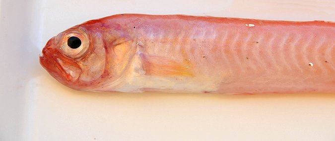 Image MA065-1 of sample MA065 (species: Cepola macrophthalma) / © Prof. Dr. Reinhold Hanel