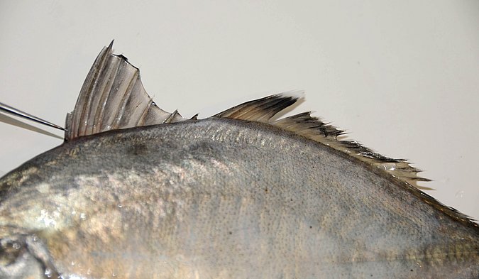 Image O048-4 of sample O048 (species: Carangoides equula) / © Prof. Dr. Reinhold Hanel